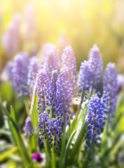 Muscari. Blue spring flowers