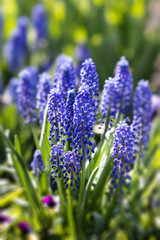 Fototapeta premium Muscari. Blue spring flowers