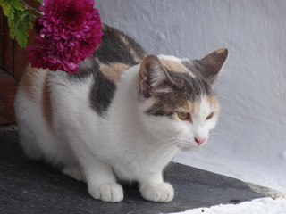 gata mirando algo Granada España mnoviembre 2019