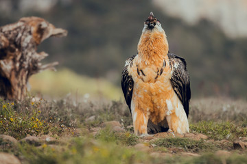 bearded vulture portrait of rare mountain bird, eating bones