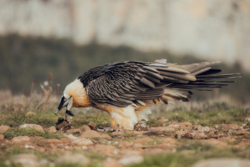 bearded vulture portrait of rare mountain bird, eating bones