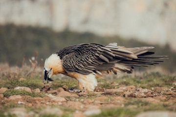 bearded vulture portrait of rare mountain bird, eating bones