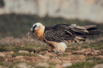 bearded vulture portrait of rare mountain bird, eating bones