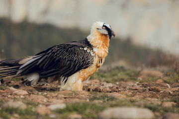bearded vulture portrait of rare mountain bird, eating bones