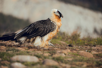 bearded vulture portrait of rare mountain bird, eating bones