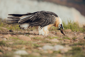 bearded vulture portrait of rare mountain bird, eating bones