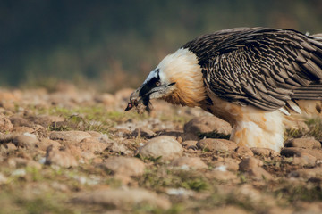 Close up bearded vulture portrait of rare mountain bird, eating bones in Spain