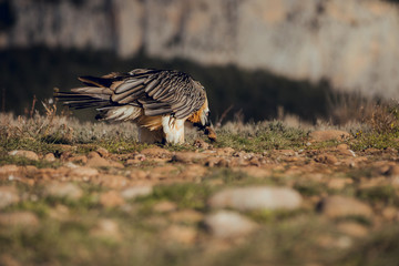 bearded vulture portrait of rare mountain bird in Spain