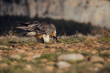 bearded vulture portrait of rare mountain bird in Spain