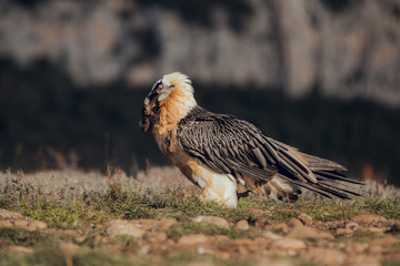 bearded vulture portrait of rare mountain bird in Spain