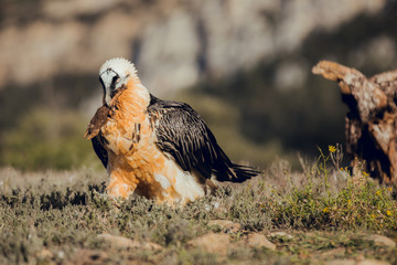 bearded vulture portrait of rare mountain bird in Spain