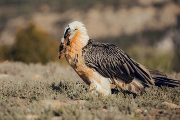 bearded vulture portrait of rare mountain bird in Spain