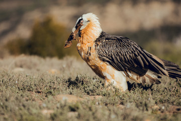 bearded vulture portrait of rare mountain bird in Spain