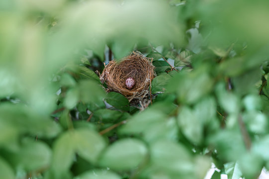 Small bird eggs In the green tree