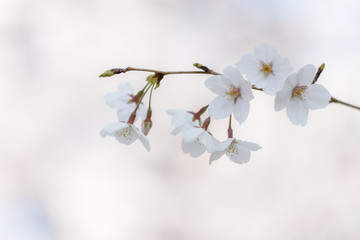 桜の花　背景素材