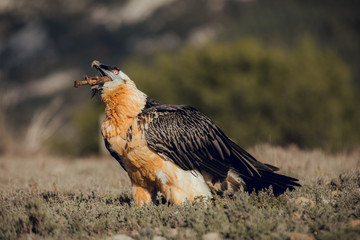 bearded vulture portrait of rare mountain bird, eating bones in Spain