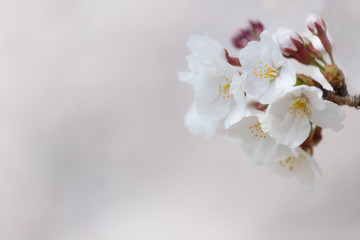 桜の花　背景素材