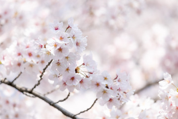 桜の花　背景素材