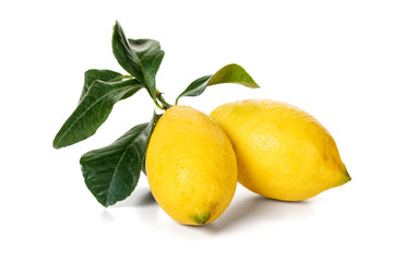 Freshly harvested ripe lemons with leaves on white background