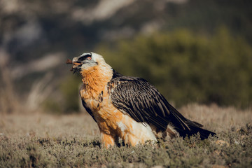 bearded vulture portrait of rare mountain bird, eating bones in Spain