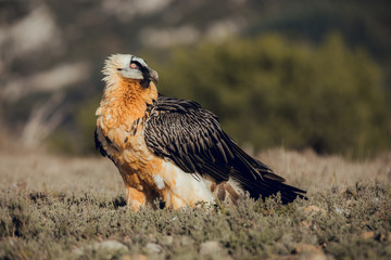 bearded vulture portrait of rare mountain bird