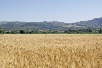 field of wheat