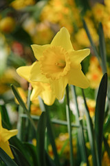 Yellow narcissus. First spring flower blossom, close up