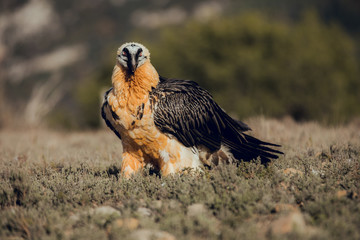 bearded vulture portrait of rare mountain bird
