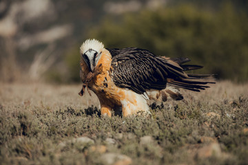 bearded vulture portrait of rare mountain bird, eating bones in Spain