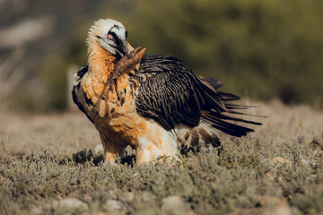 bearded vulture portrait of rare mountain bird, eating bones in Spain