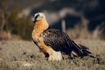 bearded vulture portrait in Spain