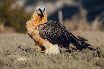 bearded vulture portrait in Spain