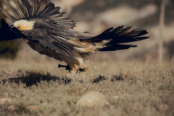 Fototapeta premium Bearded Vulture, Gypaetus barbatus, detail portrait of rare mountain bird, eating bones, with vultures, animal in stone habitat, mountains in the Pyrenees, Spain. Rapacious