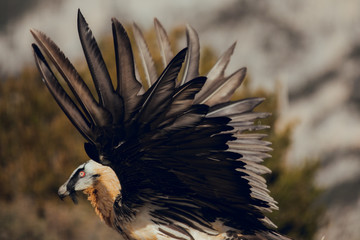 Bearded Vulture, Gypaetus barbatus, detail portrait of rare mountain bird, eating bones, with vultures, animal in stone habitat, mountains in the Pyrenees, Spain. Rapacious