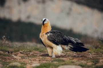 Fototapeta premium bearded vulture portrait in Spain