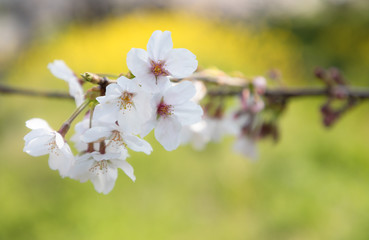 Obraz premium 桜と菜の花