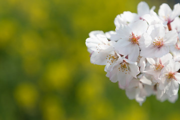 桜と菜の花