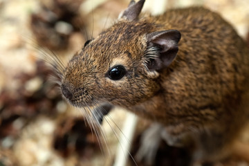 Little cute gray mouse Degou close-up. Animals in the wild.
