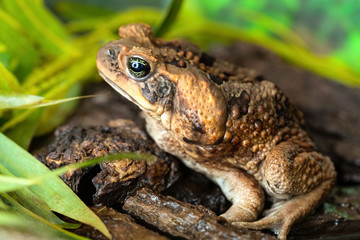 Aga toad in a natural habitat on the lake shore close-up. Animals in the wild.