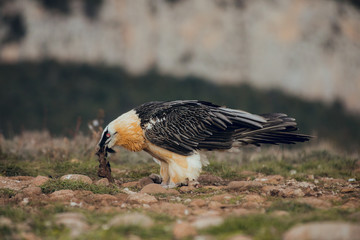 bearded vulture portrait eating in Spain