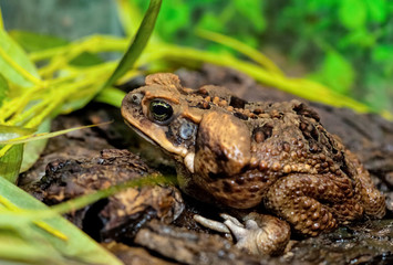 Aga toad in a natural habitat on the lake shore close-up. Animals in the wild.