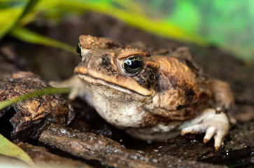 Aga toad in a natural habitat on the lake shore close-up. Animals in the wild.