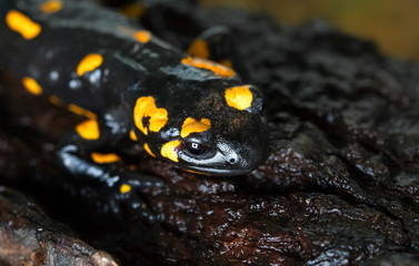 Beautiful black-yellow fiery salamander on a stone close-up.