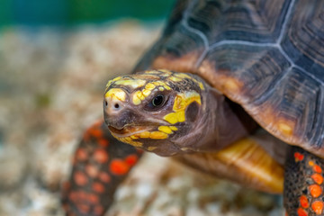 Beautiful multi-colored turtle closeup. Breeding turtles at home.