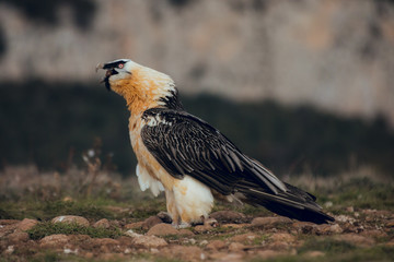 bearded vulture portrait eating in Spain