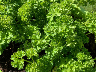 Petersilie, (Petroselinum crispum), Kr&auml;utergarten