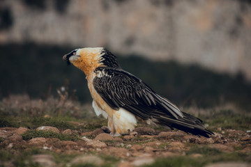 bearded vulture portrait eating in Spain