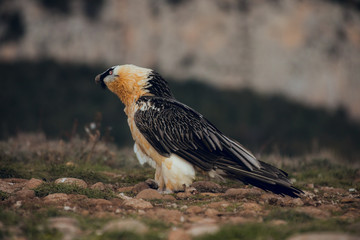 bearded vulture portrait eating in Spain