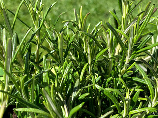 Rosmarin, (Rosmarinus officinalis), Kräutergarten