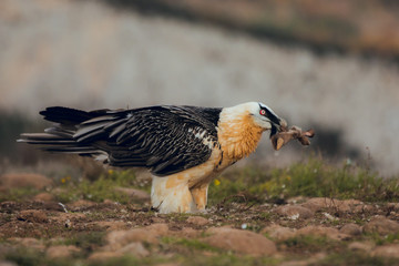 bearded vulture portrait eating in Spain